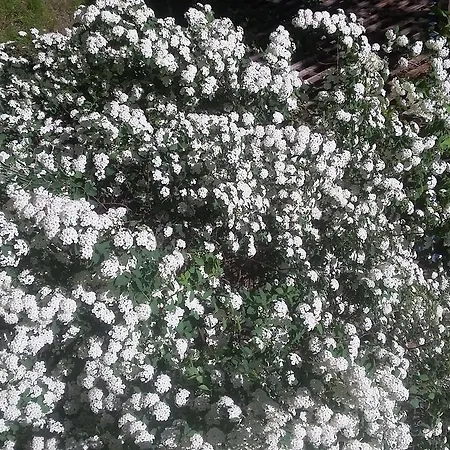 Zorba 게스트하우스 3*