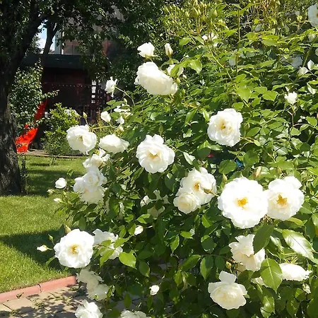 左巴别墅酒店 招待所 3*